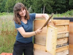 Imkerin Tonia Abels bürstet sanft die Bienen von den Waben 