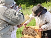 Rehabilitanden bestaunen die vielen Bienen (© AMEOS Einrichtungen Ratzeburg)