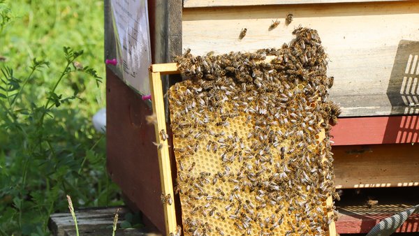 Was Menschen von Bienen lernen können