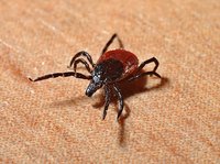 Achtung, „stichhaltig“!  Zecken verursachen ernstzunehmende Krankheiten - Rechtzeitige Entfernung wichtig
